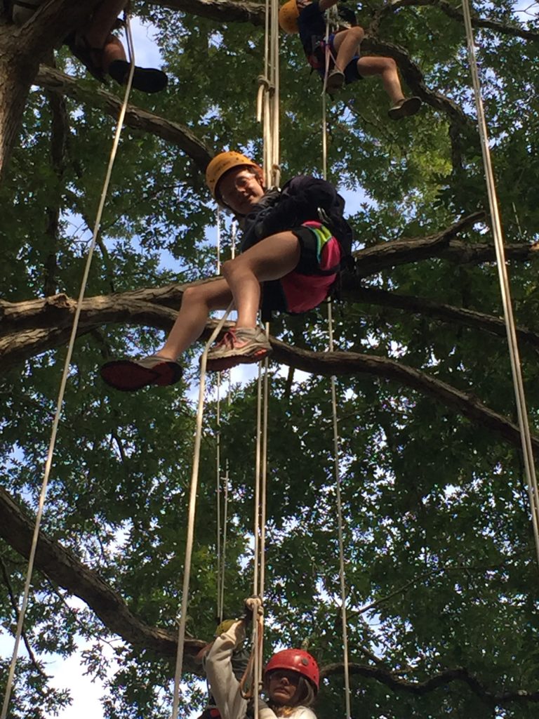 swinging in the trees